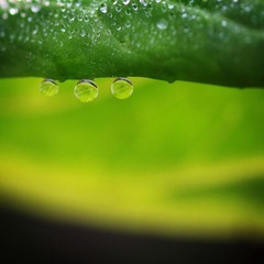 晨露5