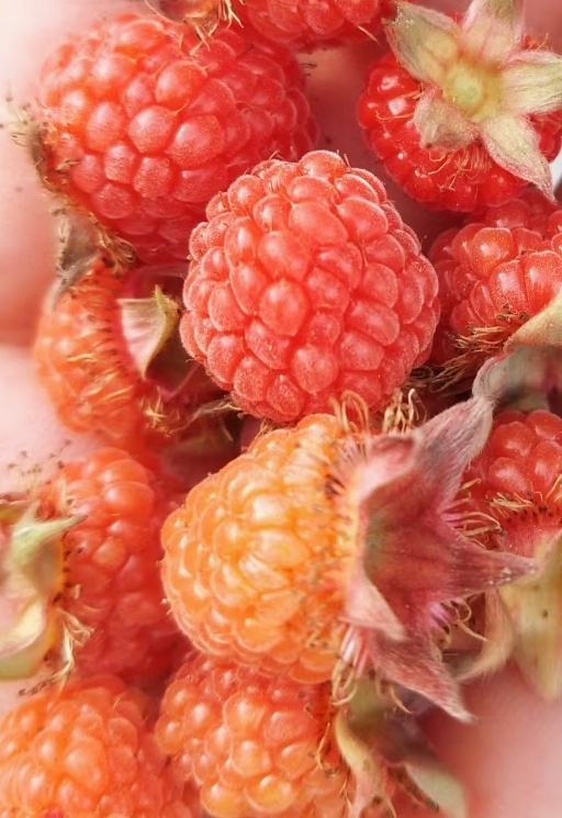 树萢酸酸甜甜的味道好极了