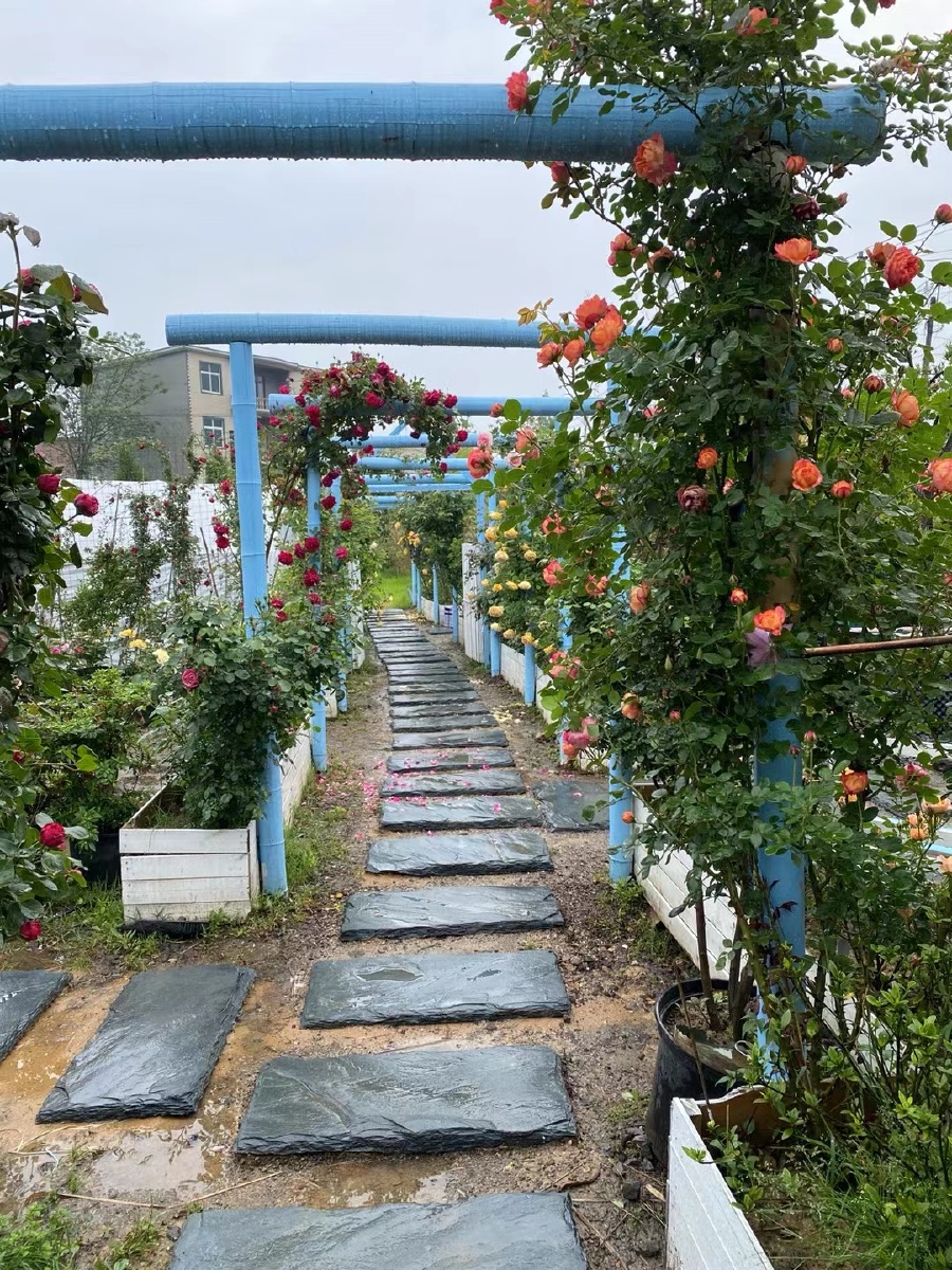 浪漫的玫瑰花园