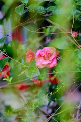 6346072A-16CF-46CC-93F0-DEA49BBC06A2/L0/001