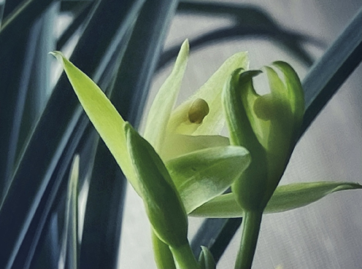 夏之舞兰20210628iphone11pro