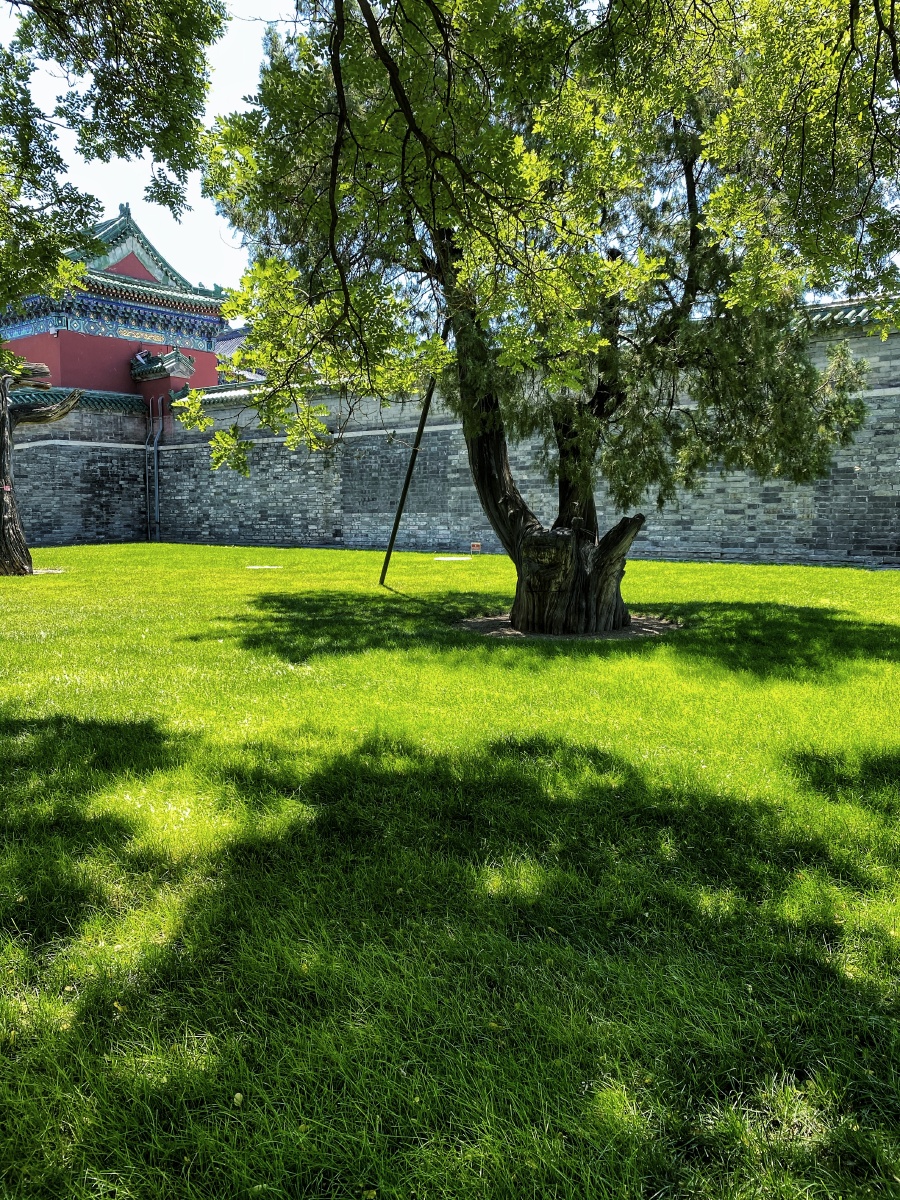 草坪天坛北京iphone11pro