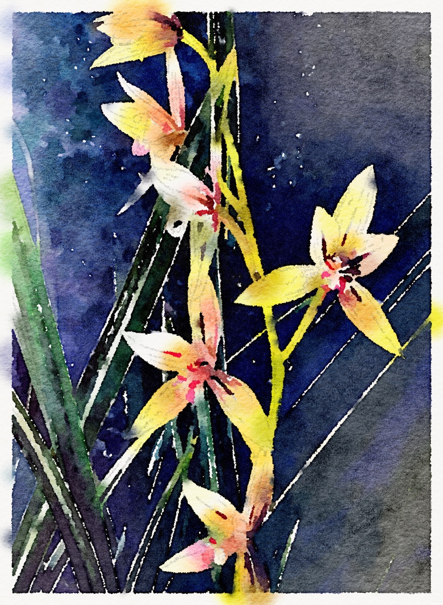 兰花的后期水彩效果