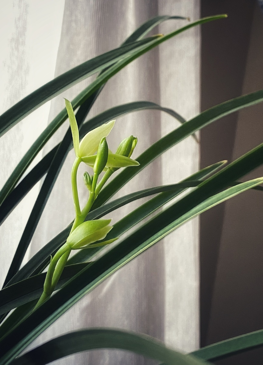 家里的兰花01iphone11pro20210628