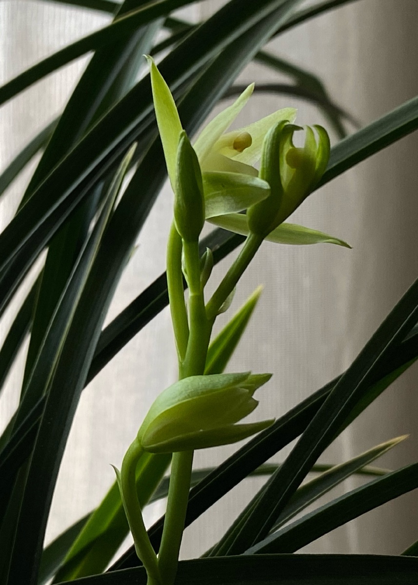家里的兰花01iphone11pro20210628