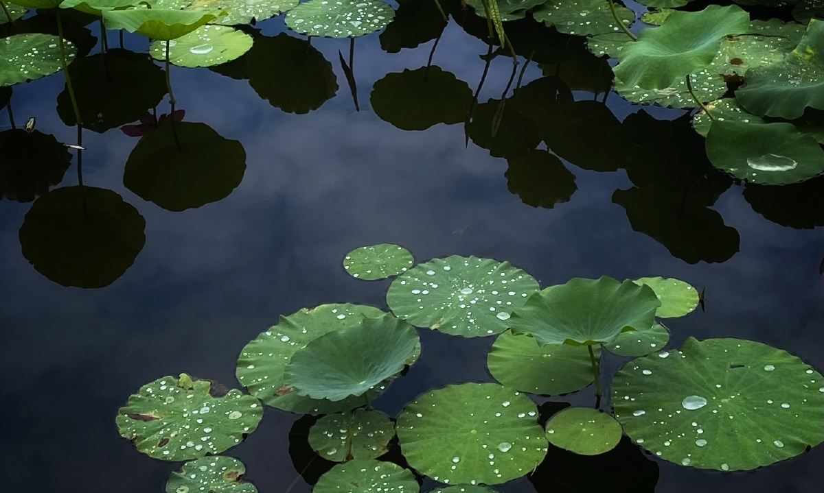 雨后的荷花塘龙潭公园iphone11pro20210703