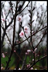 白花虽小