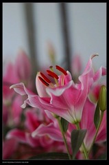 百合的粉色