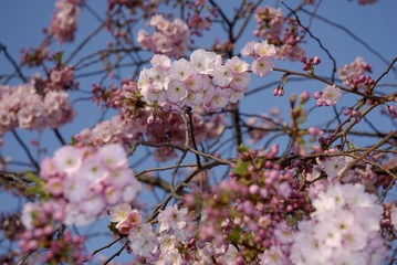 天使