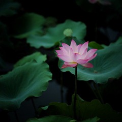DSC_8807.jpg