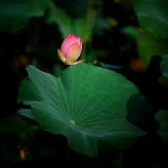 DSC_8812.jpg