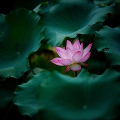 DSC_8817.jpg