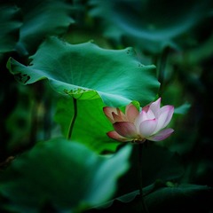 DSC_8822.jpg