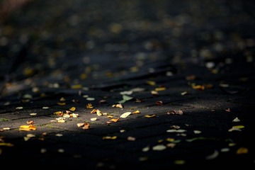 DSC_8851.jpg
