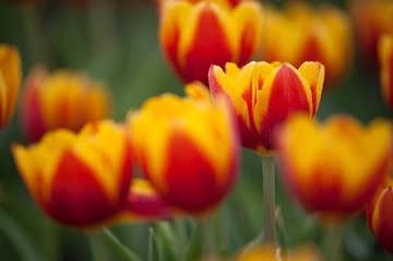 DSC_8187.jpg