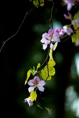 DSC_8736.jpg