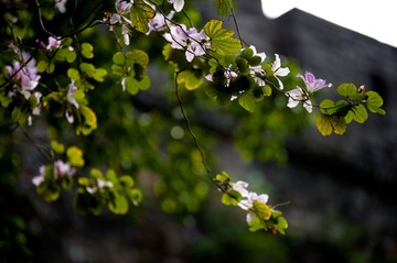 DSC_8745.jpg
