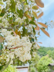 8F529810-C855-4608-9124-7C4C2A875461/L0/001