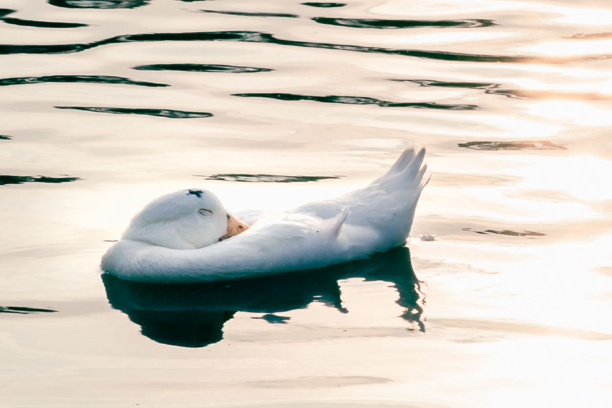 路过池塘,看到一只鸭子宛若一只骄傲的凤凰张开翅膀,随后又慢慢沉浸的