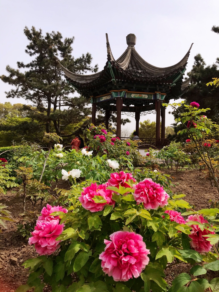 苏州常熟尚湖牡丹园是中国四大牡丹观赏基地之一为牡丹园中的江南之最