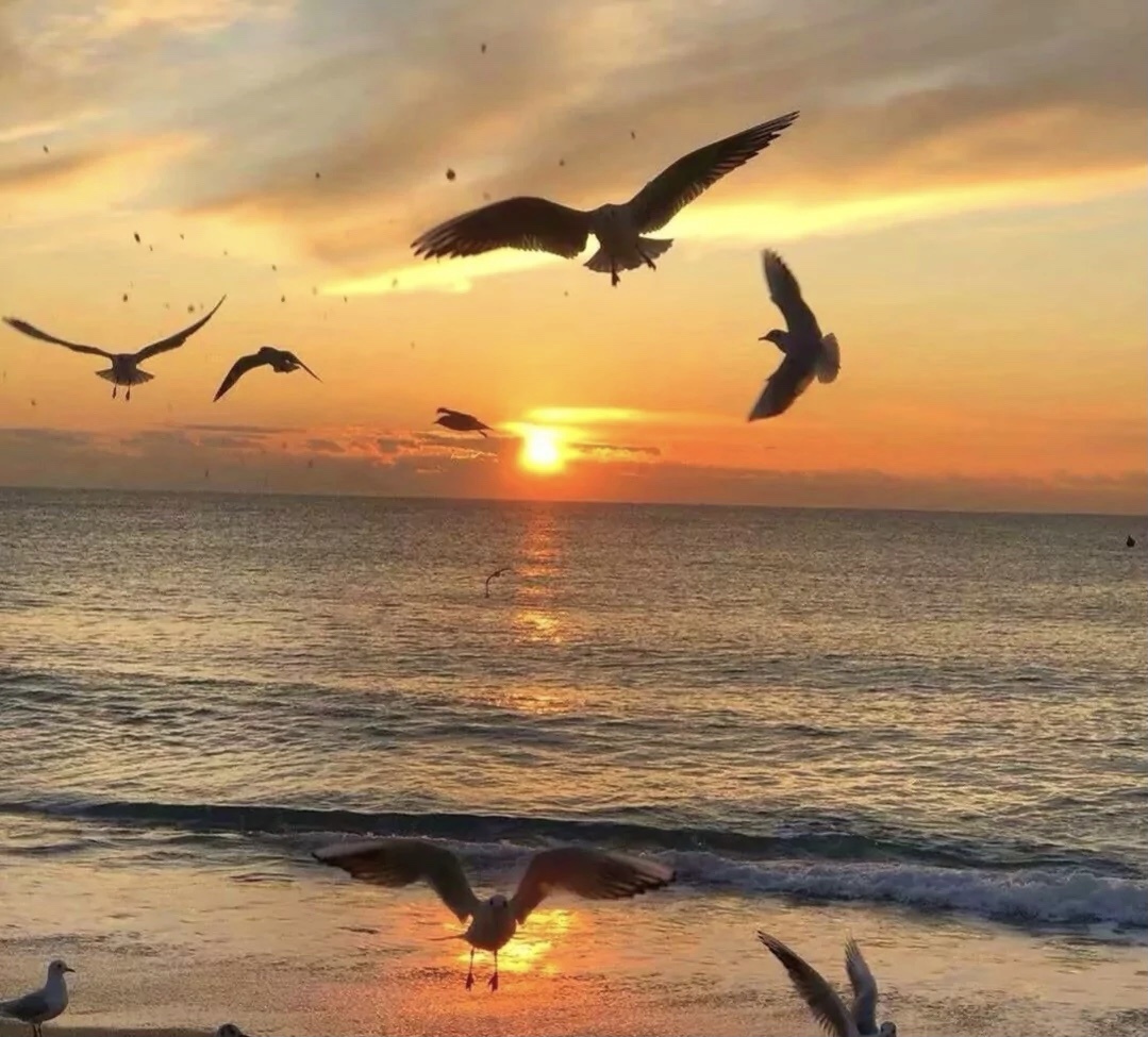 如果海鸥不眷恋大海的话可以飞的更高