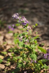 DSC_3647.jpg