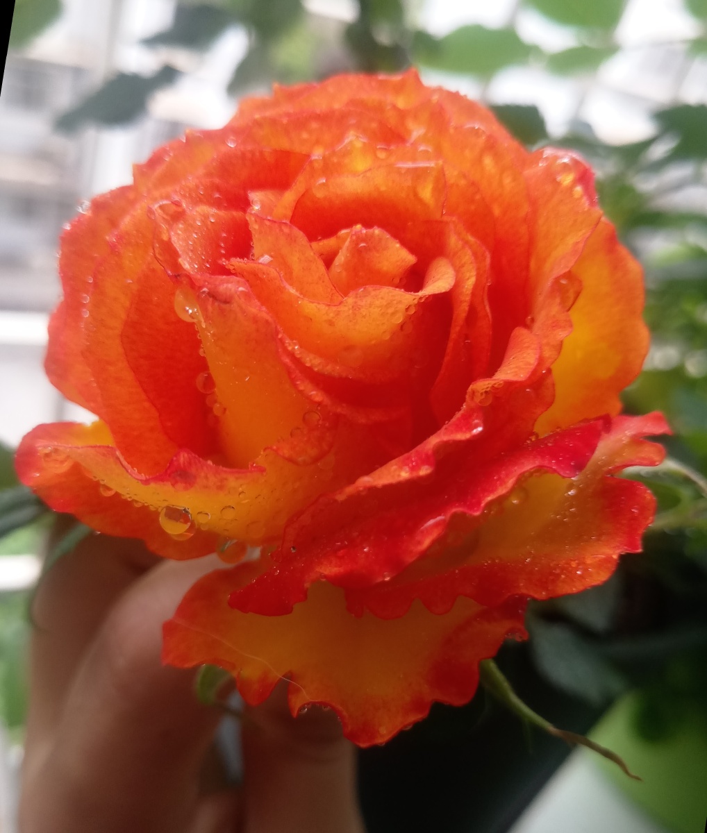 带着水珠的蔷薇花 - 无尽夏日 - 图虫