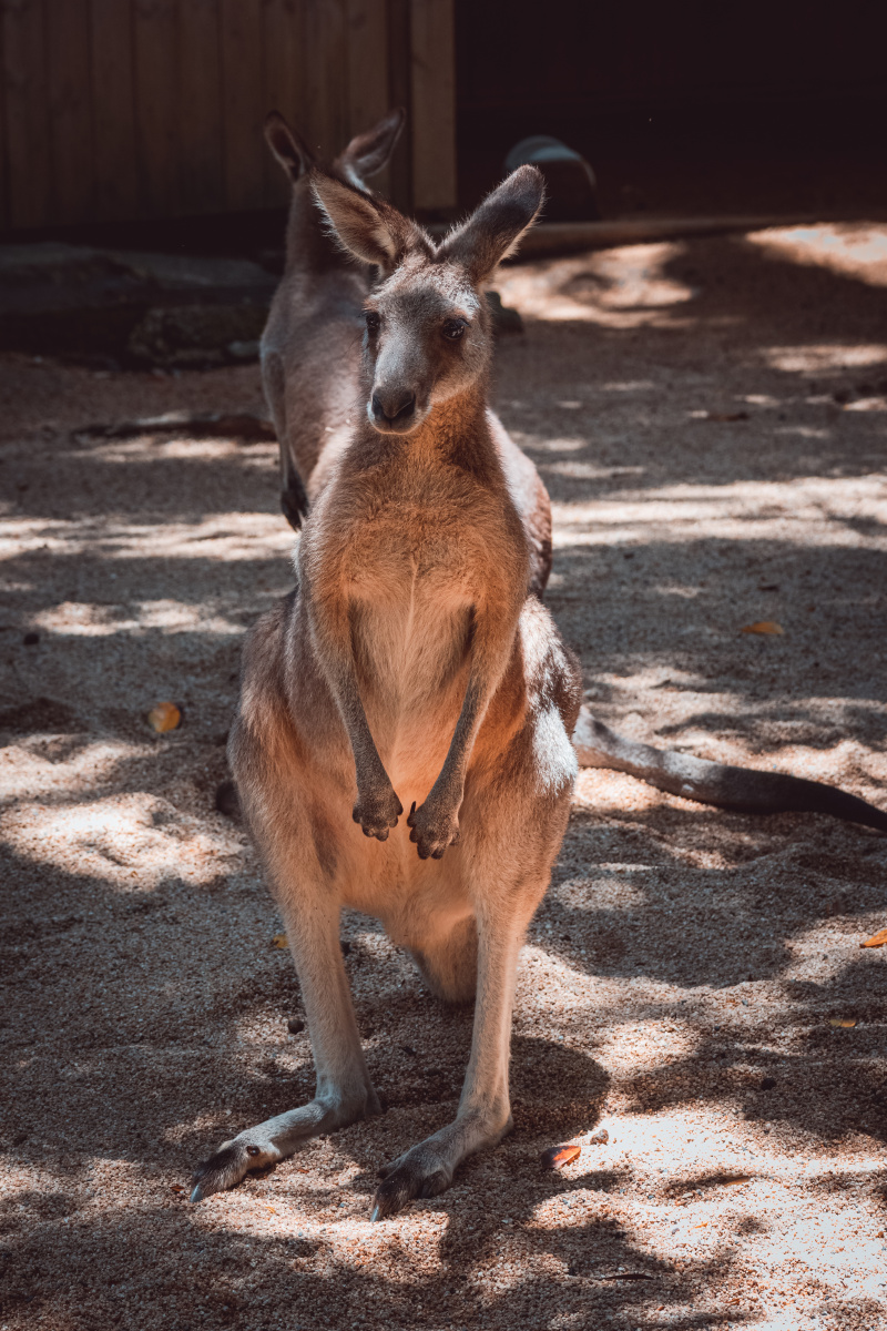 澳大利亚库兰达热带雨林中的袋鼠