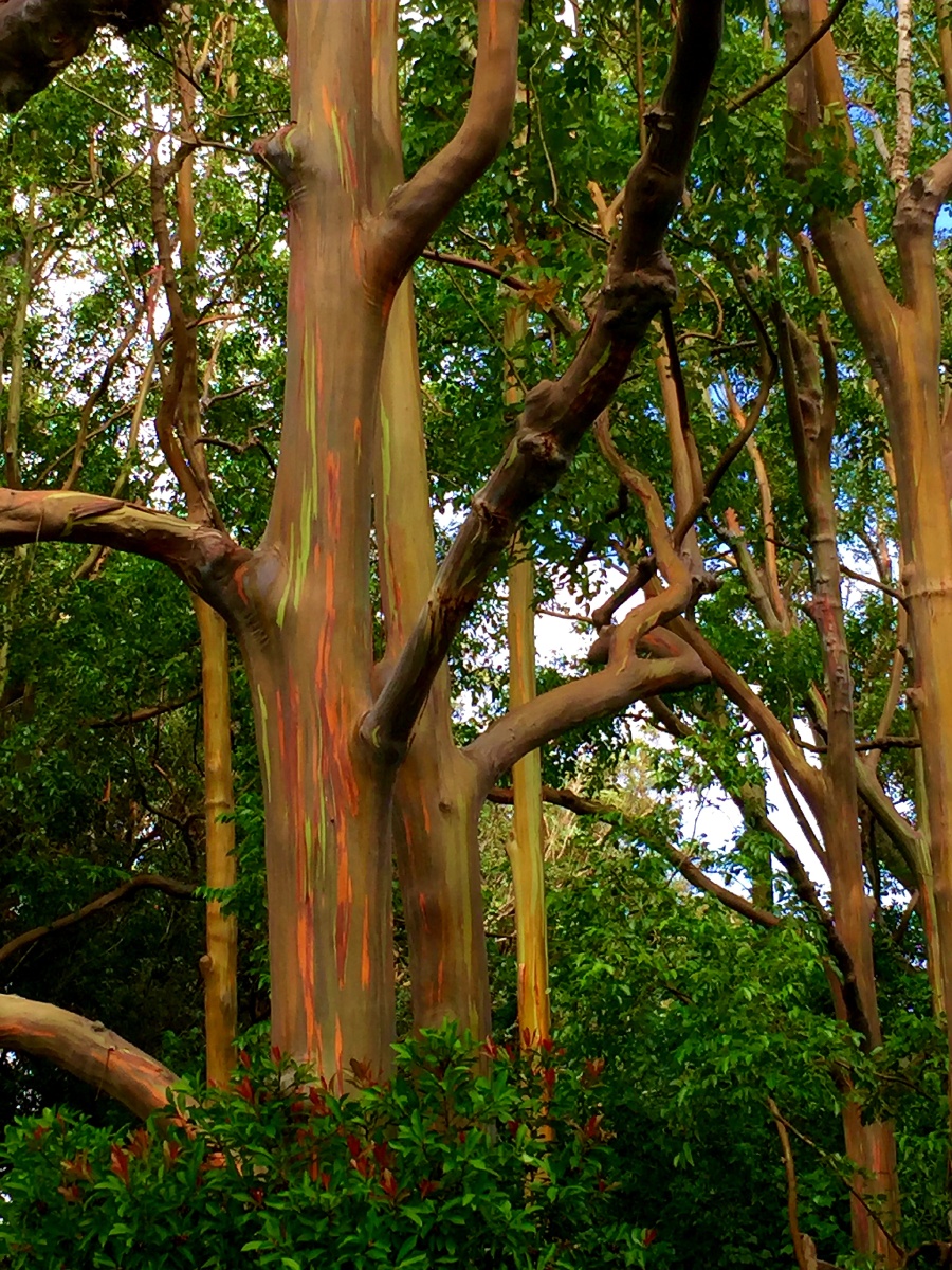 世界真奇妙夏威夷岛彩虹桉树