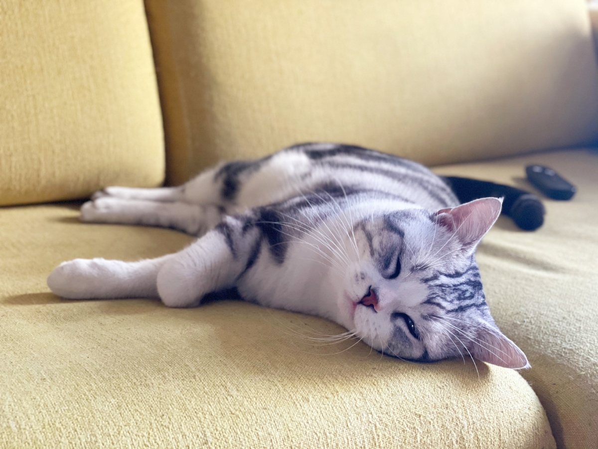 享受猫生,舒舒服服的躺着
