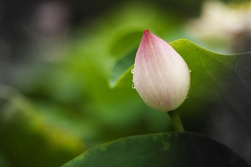 苞