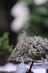 这就是传说中的焦外柔软如奶油……？