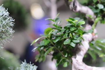 还是焦外柔软……