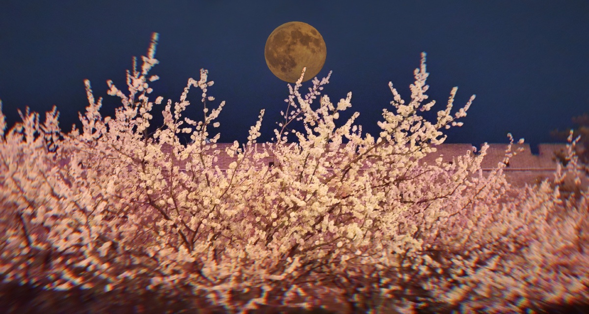 夜间桃花清净心灵与月光作伴愿前程似锦