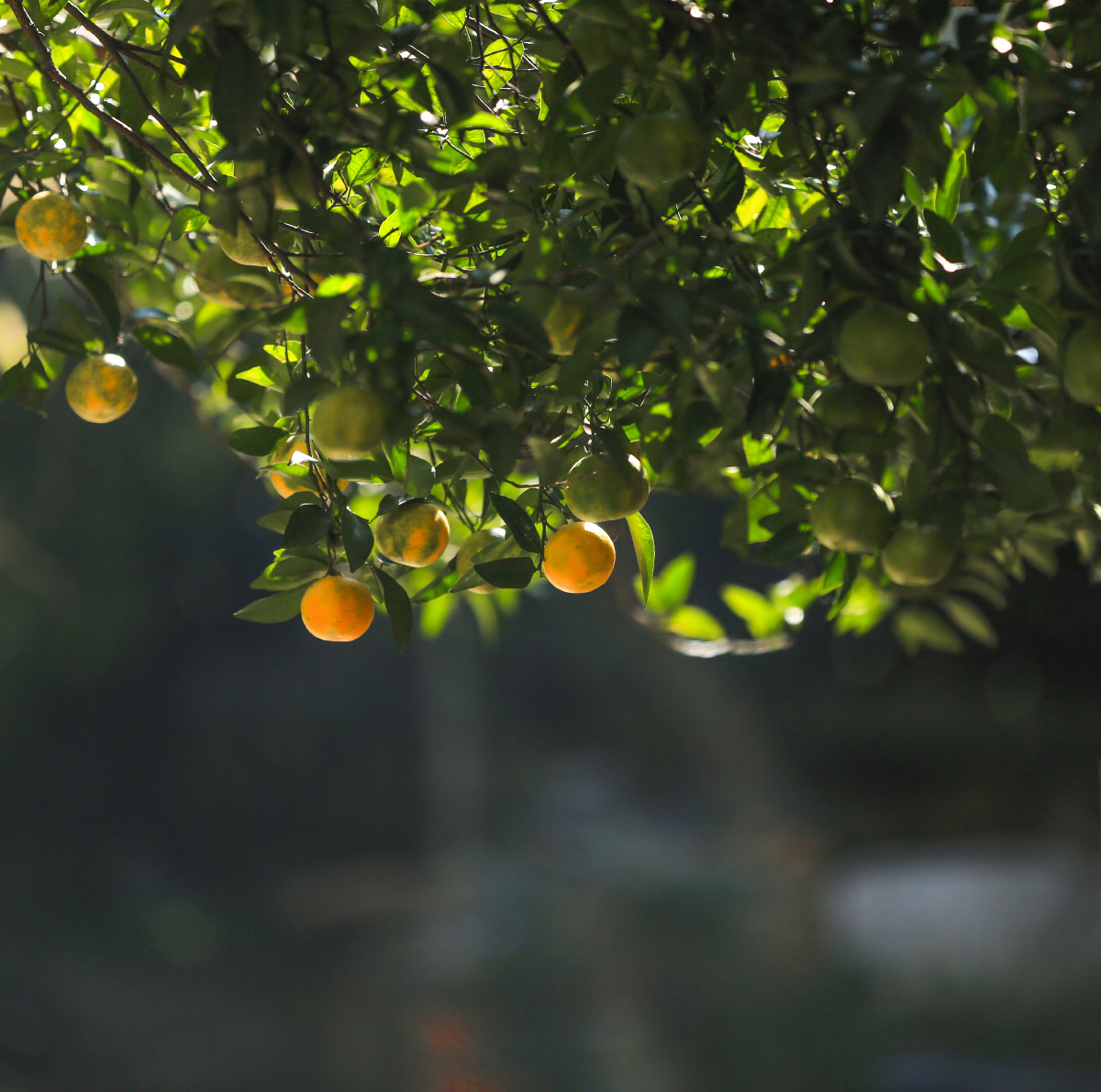 苏州农家园子里的桔子熟了