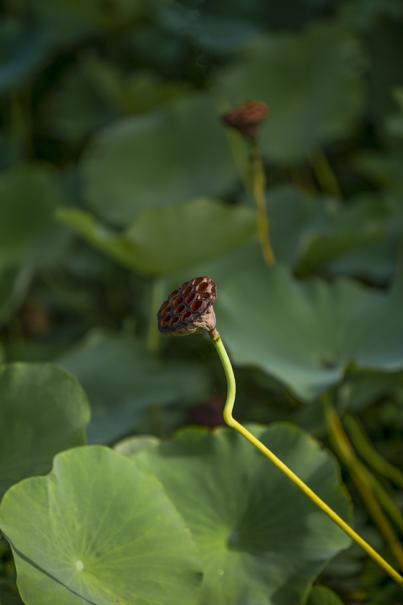 夏日池塘中的莲蓬