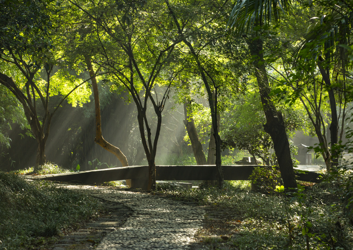 阳光下的小树林