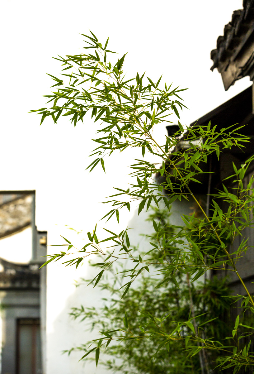 粉黛白墙的青果巷翠竹青青