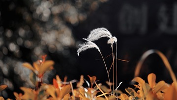 A5244776-1B4B-449A-8BEC-6280201F5600/L0/001