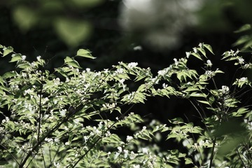 415BB182-9A98-4DD5-9D32-3D983674C791/L0/001