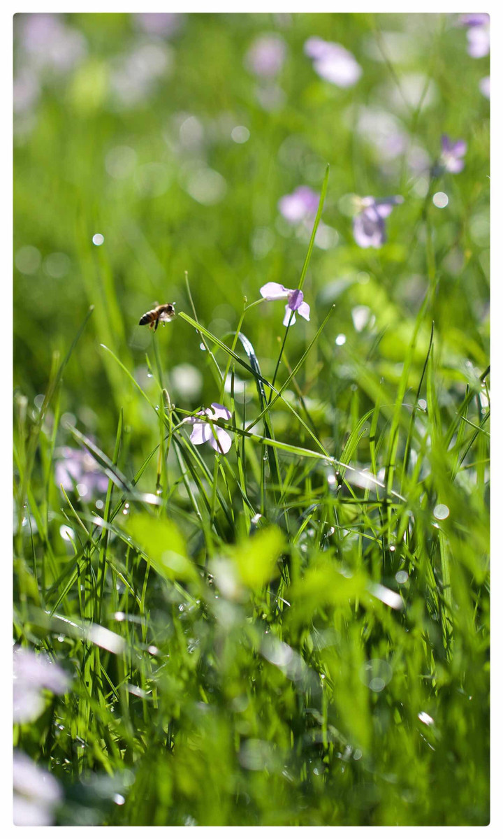 雨后清晨清新自然