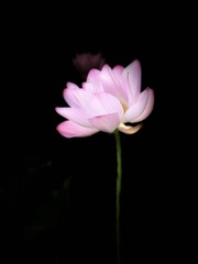 886DC76E-386D-4BDB-82FA-92B80146FB2C/L0/001
