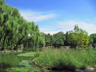 油画版未名