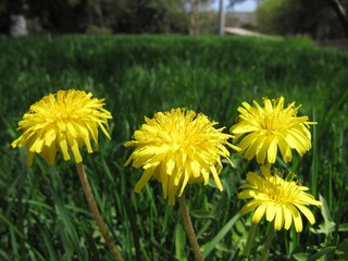 小花