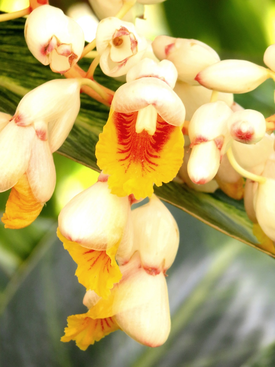 六月花事艳山姜