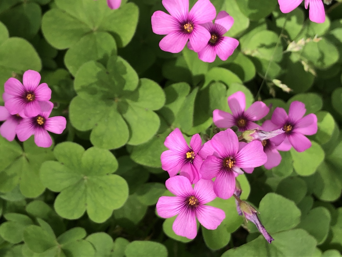 是可爱滴小花花啊～ - 甜上星际 - 图虫