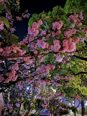 IMG_20210408_201907_edit_36771296485013