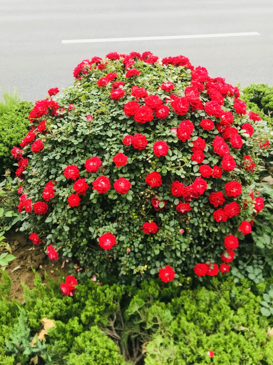 球状造型的月季花