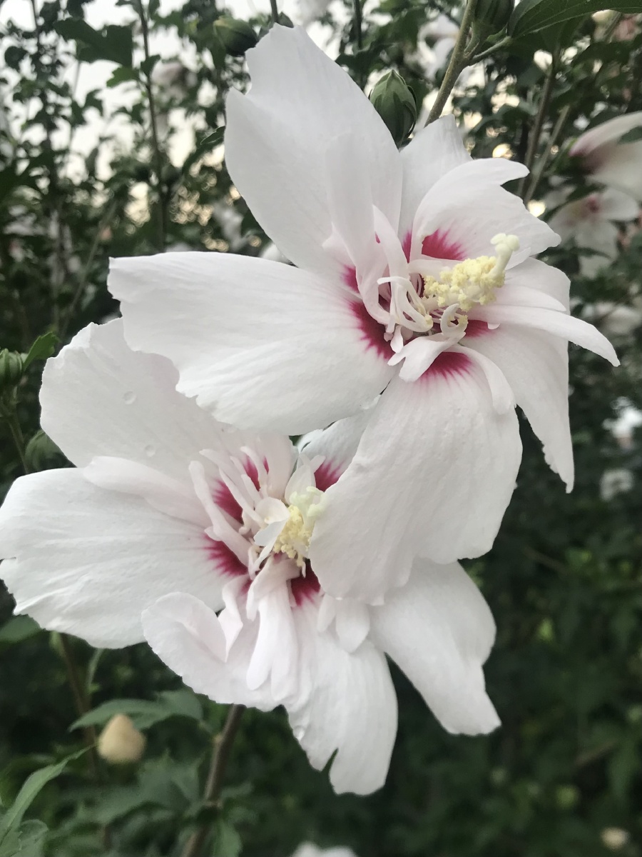 白里透红木槿花