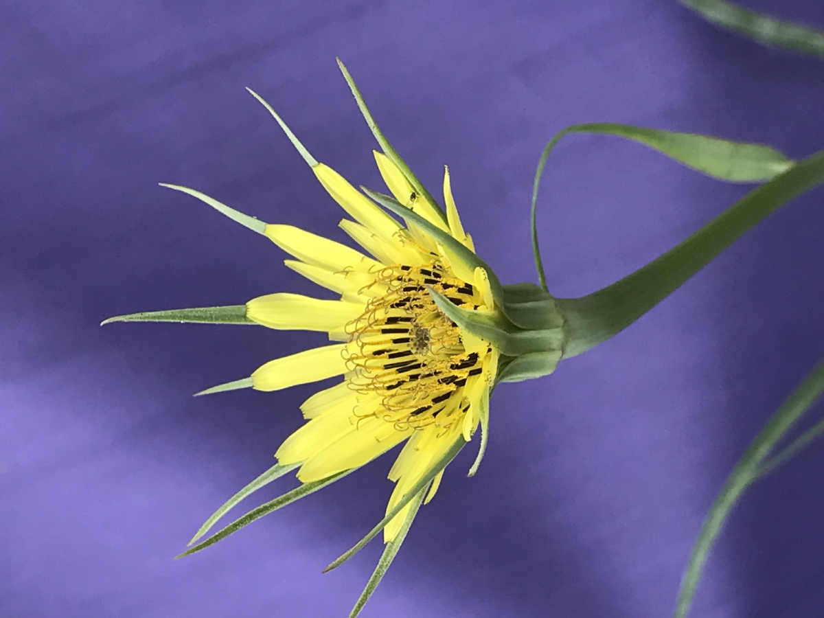 长喙婆罗门参(tragopogon dubius)入侵级别为3级,局部入侵类外来物种.